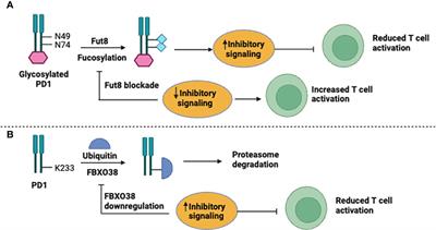 Targeting PD-1/PD-L-1 immune checkpoint inhibition for cancer immunotherapy: success and challenges